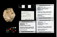 Foto (Objekt + Etikett) von Goniodromites sp.  (NHMW-GEO-1990-0041-4361b)